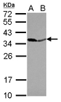 PPA1 Antibody - Sample (30 ug of whole cell lysate) A: IMR32 B: U87-MG 12% SDS PAGE PPA1 antibody diluted at 1:10000