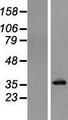 PPA1 Protein - Western validation with an anti-DDK antibody * L: Control HEK293 lysate R: Over-expression lysate