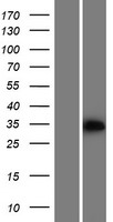 PPA2 Protein - Western validation with an anti-DDK antibody * L: Control HEK293 lysate R: Over-expression lysate