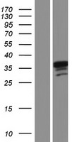 PPA2 Protein - Western validation with an anti-DDK antibody * L: Control HEK293 lysate R: Over-expression lysate