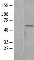 PPAN Protein - Western validation with an anti-DDK antibody * L: Control HEK293 lysate R: Over-expression lysate