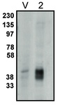 PPAP2C Antibody - Western blot of LPP2 antibody on vector-controlled HEK-293 cells (V) and HEK-293 cells overexpressing LPP2 protein (2) at 1 ug/ml