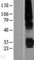 PPAP2C Protein - Western validation with an anti-DDK antibody * L: Control HEK293 lysate R: Over-expression lysate