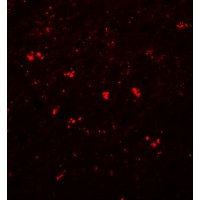 PPAPDC1A / DPPL2 Antibody - Immunofluorescence of PPAPDC1A in human brain tissue with PPAPDC1A antibody at 20 µg/mL.