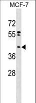 PPAPDC2 Antibody - PPAPDC2 Antibody western blot of MCF-7 cell line lysates (35 ug/lane). The PPAPDC2 antibody detected the PPAPDC2 protein (arrow).