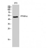 PPARA / PPAR Alpha Antibody - Western blot of PPAR-alpha antibody