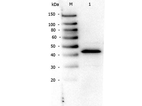 PPARA / PPAR Alpha Antibody - Western Blot of rabbit anti-PPAR Alpha (N-terminal Specific) antibody. Lane 1: NIH/3T3. Load: 10 µg per lane. Primary antibody: PPAR Alpha (N-terminal specific) antibody at 1:1,000 for overnight at 4°C. Secondary antibody: Peroxidase rabbit secondary antibody at 1:40,000 for 30 min at RT. Block: Blocking Buffer for Fluorescent Western Blotting at RT for 30 min. Predicted/Observed size: ~50 kDa for PPAR Alpha.