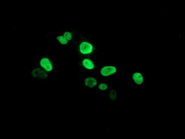 PPARA / PPAR Alpha Antibody - Anti-PPARA mouse monoclonal antibody immunofluorescent staining of COS7 cells transiently transfected by pCMV6-ENTRY PPARA.