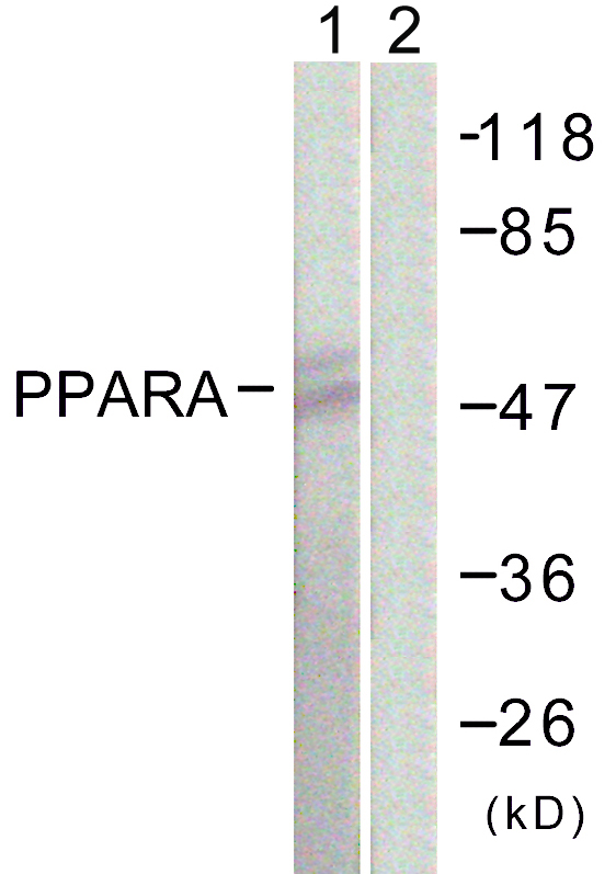 PPARA / PPAR Alpha Antibody - Western blot analysis of lysates from NIH/3T3 cells, using PPAR-alpha Antibody. The lane on the right is blocked with the synthesized peptide.