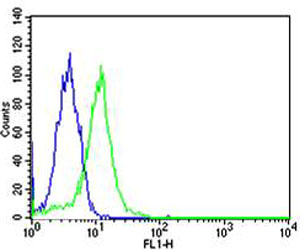 PPARA / PPAR Alpha Antibody - Flow cytometric of HeLa cells with PPARA Antibody (green) compared to an isotype control of mouse IgG1 (blue). Antibody was diluted at 1:25 dilution. An Alexa Fluor 488 goat anti-mouse lgG at 1:400 dilution was used as the secondary antibody.
