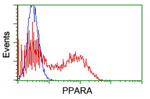 PPARA / PPAR Alpha Antibody - HEK293T cells transfected with either overexpress plasmid (Red) or empty vector control plasmid (Blue) were immunostained by anti-PPARA antibody, and then analyzed by flow cytometry.