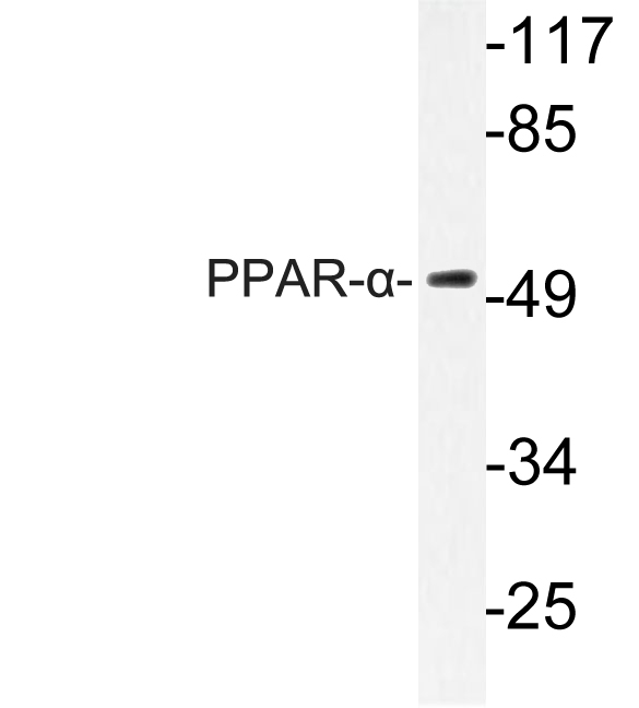 PPARA / PPAR Alpha Antibody - Western blot of PPAR- (G17) pAb in extracts from NIH/3T3 cells.