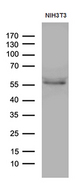 PPARD / PPAR Delta Antibody - Western blot analysis of extracts. (35ug) from NIH3T3 cell line by using anti-PPARD monoclonal antibody. (1:500)