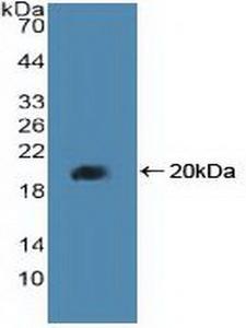 PPARD / PPAR Delta Antibody - Western Blot; Sample: Recombinant PPARd, Human.