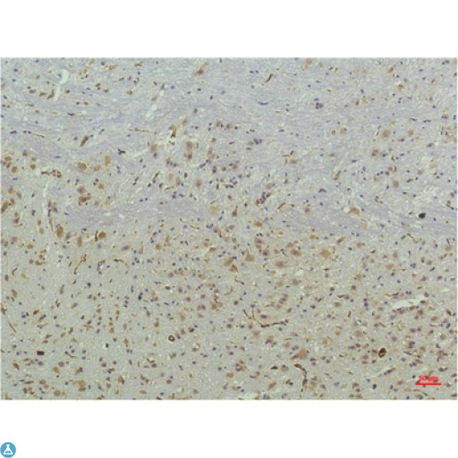 PPARD / PPAR Delta Antibody - Immunohistochemistry (IHC) analysis of paraffin-embedded Mouse Brain Tissue using PPAR Delta Mouse monoclonal antibody diluted at 1:200.