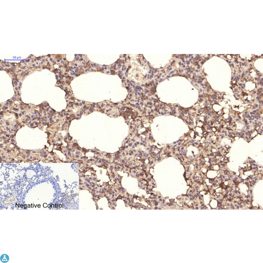 PPARD / PPAR Delta Antibody - Immunohistochemical analysis of mouse lung tissue. Anti-PPAR Delta at 1:200 (4°C, overnight). Antigen retrieval - Sodium Citrate pH6 (>98°C, 20min). Secondary - 1:200 (room temp, 30min). Negative control - Secondary only