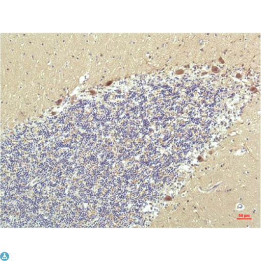 PPARD / PPAR Delta Antibody - Immunohistochemistry (IHC) analysis of paraffin-embedded Human Brain Tissue using PPAR Delta Mouse monoclonal antibody diluted at 1:200.