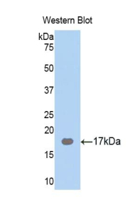 PPARG / PPAR Gamma Antibody - Western blot of recombinant PPARG / PPAR Gamma. This image was taken for the unconjugated form of this product. Other forms have not been tested.