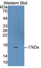 PPARG / PPAR Gamma Antibody - Western Blot; Sample: Recombinant protein.