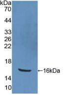 PPARG / PPAR Gamma Antibody - Western Blot; Sample: Recombinant PPARg, Human.