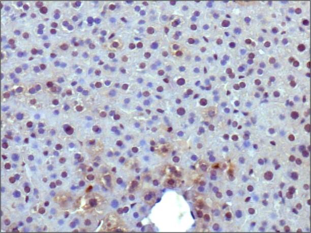 PPARG / PPAR Gamma Antibody - Immunohistochemistry-Paraffin: PPAR gamma Antibody - IHC analysis of PPAR gamma in mouse liver.  This image was taken for the unconjugated form of this product. Other forms have not been tested.