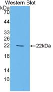 PPARG / PPAR Gamma Antibody - Western Blot; Sample: Recombinant PPARg, Rat.