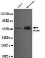 PPARG / PPAR Gamma Antibody - PPARG antibody at 1/1000 dilution Lane1: 3T3-L1 cell lysate 40 ug/Lane Lane2: Mouse Lung whole cell lysate 40 ug/Lane.