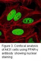 PPARG / PPAR Gamma Antibody