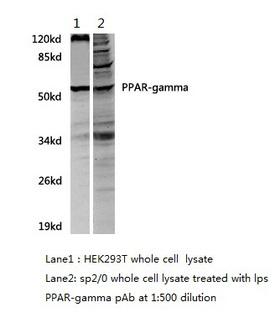 PPARG / PPAR Gamma Antibody - Western blot.