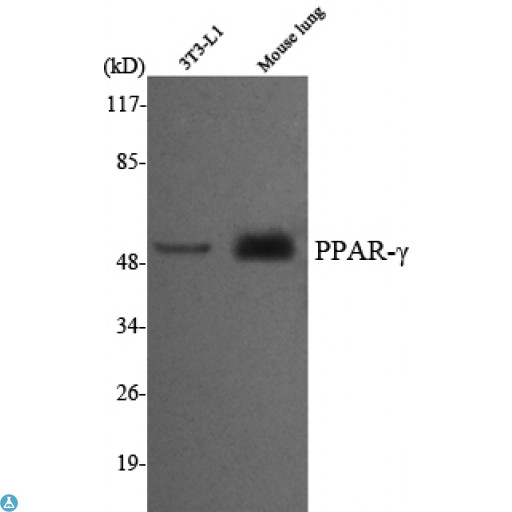PPARG / PPAR Gamma Antibody - Western Blot (WB) analysis using PPAR-gamma Monoclonal Antibody against 3T3-L1, Mouse Lung cell lysate.