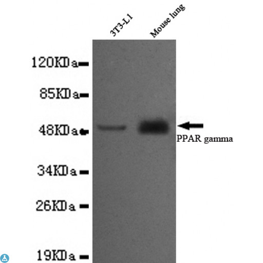 PPARG / PPAR Gamma Antibody - Western blot detection of PPAR gamma (C-term) in 3T3-L1 and Mouse Lung cell lysates using PPAR gamma (C-term) mouse mAb (1:1000 diluted). Predicted band size: 54KDa. Observed band size: 54KD.