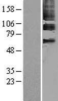 PPARG / PPAR Gamma Protein - Western validation with an anti-DDK antibody * L: Control HEK293 lysate R: Over-expression lysate