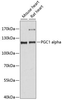 PPARGC1A / PGC-1 Alpha Antibody - Western blot analysis of extracts of various cell lines using PGC1 alpha Polyclonal Antibody at dilution of 1:1000.