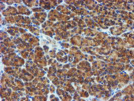 PPAT Antibody - IHC of paraffin-embedded Human pancreas tissue using anti-PPAT mouse monoclonal antibody. (Heat-induced epitope retrieval by 10mM citric buffer, pH6.0, 100C for 10min).