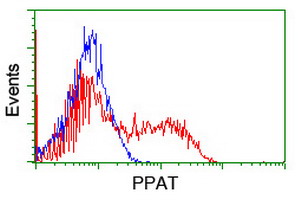 PPAT Antibody - HEK293T cells transfected with either overexpress plasmid (Red) or empty vector control plasmid (Blue) were immunostained by anti-PPAT antibody, and then analyzed by flow cytometry.