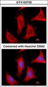 PPAT Antibody - Immunofluorescence of methanol-fixed HeLa, using PPAT antibody at 1:500 dilution.