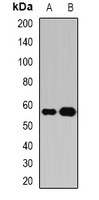 PPAT Antibody - Western blot analysis of Atase expression in HepG2 (A); COS7 (B) whole cell lysates.