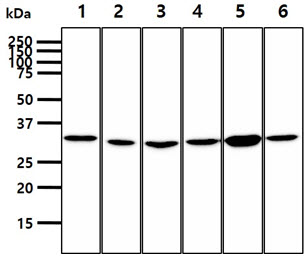 PPCS Antibody - The cell lysates (40ug) were resolved by SDS-PAGE, transferred to PVDF membrane and probed with anti-human PPCS antibody (1:1000). Proteins were visualized using a goat anti-mouse secondary antibody conjugated to HRP and an ECL detection system. Lane 1.: Jurkat cell lysate Lane 2.: HepG2 cell lysate Lane 3.: HeLa cell lysate Lane 4.: A549 cell lysate Lane 5.: MCF7 cell lysate Lane 6.: SK-OV-3 cell lysate
