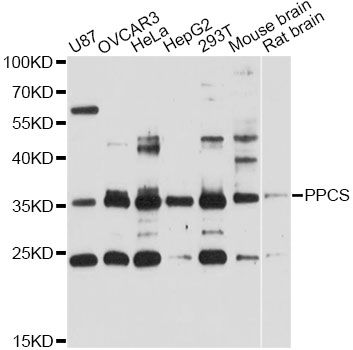 PPCS Antibody - Western blot analysis of extracts of various cell lines, using PPCS antibody at 1:3000 dilution. The secondary antibody used was an HRP Goat Anti-Rabbit IgG (H+L) at 1:10000 dilution. Lysates were loaded 25ug per lane and 3% nonfat dry milk in TBST was used for blocking. An ECL Kit was used for detection and the exposure time was 60s.