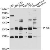 PPCS Antibody - Western blot analysis of extracts of various cell lines, using PPCS antibody at 1:3000 dilution. The secondary antibody used was an HRP Goat Anti-Rabbit IgG (H+L) at 1:10000 dilution. Lysates were loaded 25ug per lane and 3% nonfat dry milk in TBST was used for blocking. An ECL Kit was used for detection and the exposure time was 60s.
