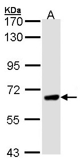 PPEF / PPEF1 Antibody - Sample (30 ug of whole cell lysate). A: H1299. 7.5% SDS PAGE. PPEF / PPEF1 antibody diluted at 1:1000