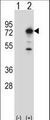 PPEF / PPEF1 Antibody - Western blot of PPEF1 (arrow) using rabbit polyclonal PPEF1 Antibody. 293 cell lysates (2 ug/lane) either nontransfected (Lane 1) or transiently transfected (Lane 2) with the PPEF1 gene.