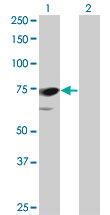 PPEF / PPEF1 Antibody - Western Blot analysis of PPEF1 expression in transfected 293T cell line by PPEF1 monoclonal antibody (M01), clone 1F6-1A5.Lane 1: PPEF1 transfected lysate(75.8 KDa).Lane 2: Non-transfected lysate.