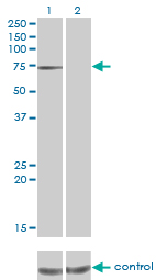 PPEF / PPEF1 Antibody - Western blot analysis of PPEF1 over-expressed 293 cell line, cotransfected with PPEF1 Validated Chimera RNAi (Lane 2) or non-transfected control (Lane 1). Blot probed with PPEF1 monoclonal antibody (M01), clone 1F6-1A5 . GAPDH ( 36.1 kDa ) used as specificity and loading control.