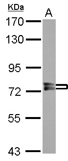 PPEF / PPEF1 Antibody - Sample (30 ug of whole cell lysate) A: IMR32 7.5% SDS PAGE PPEF1 antibody diluted at 1:10000