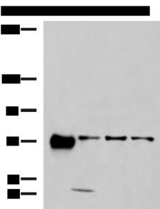 PPEF / PPEF1 Antibody - Western blot analysis of 293T A549 and A172 cell lysates  using PPEF1 Polyclonal Antibody at dilution of 1:1300