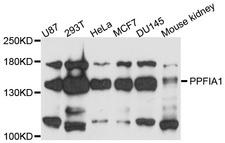 PPFIA1 / LIPRIN Antibody - Western blot analysis of extracts of various cell lines.