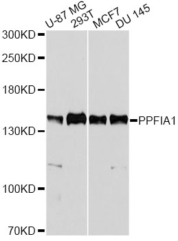 PPFIA1 / LIPRIN Antibody - Western blot analysis of extracts of various cell lines, using PPFIA1 antibody at 1:5000 dilution. The secondary antibody used was an HRP Goat Anti-Rabbit IgG (H+L) at 1:10000 dilution. Lysates were loaded 25ug per lane and 3% nonfat dry milk in TBST was used for blocking. An ECL Kit was used for detection and the exposure time was 30s.