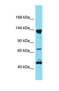 PPFIA3 Antibody - Western blot of Rat Lung. Ppfia3 antibody dilution 1.0 ug/ml.  This image was taken for the unconjugated form of this product. Other forms have not been tested.