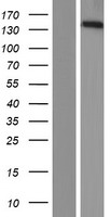 PPFIA3 Protein - Western validation with an anti-DDK antibody * L: Control HEK293 lysate R: Over-expression lysate